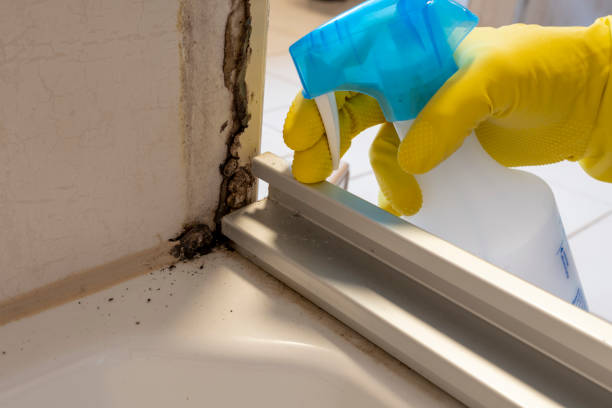 Best Black Mold Removal  in Rainier, WA